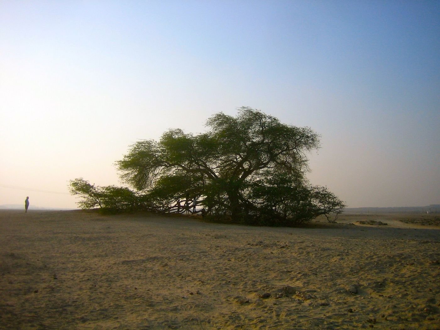 شجرة الحياة