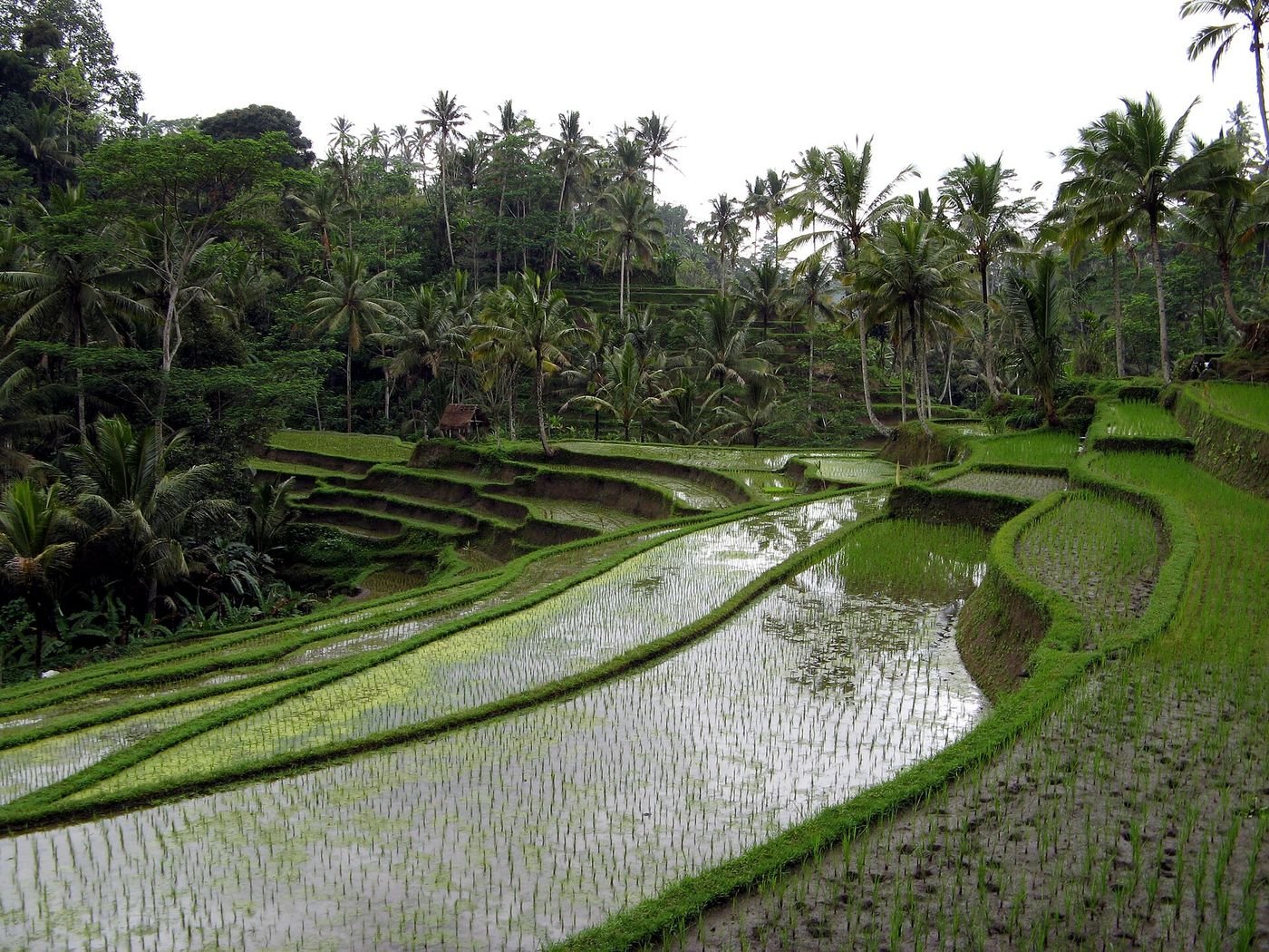 Bali Jujur: Panduan Tanpa Filter