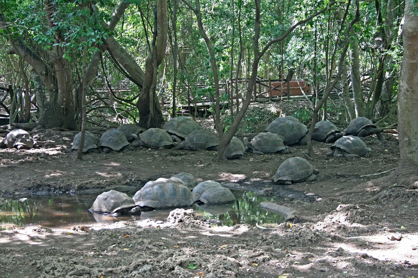 Prison Island