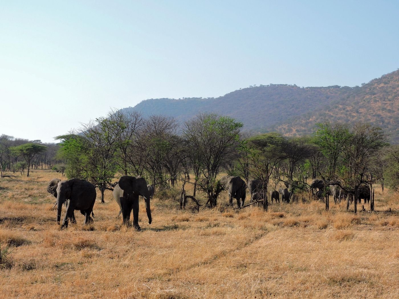 Serengeti