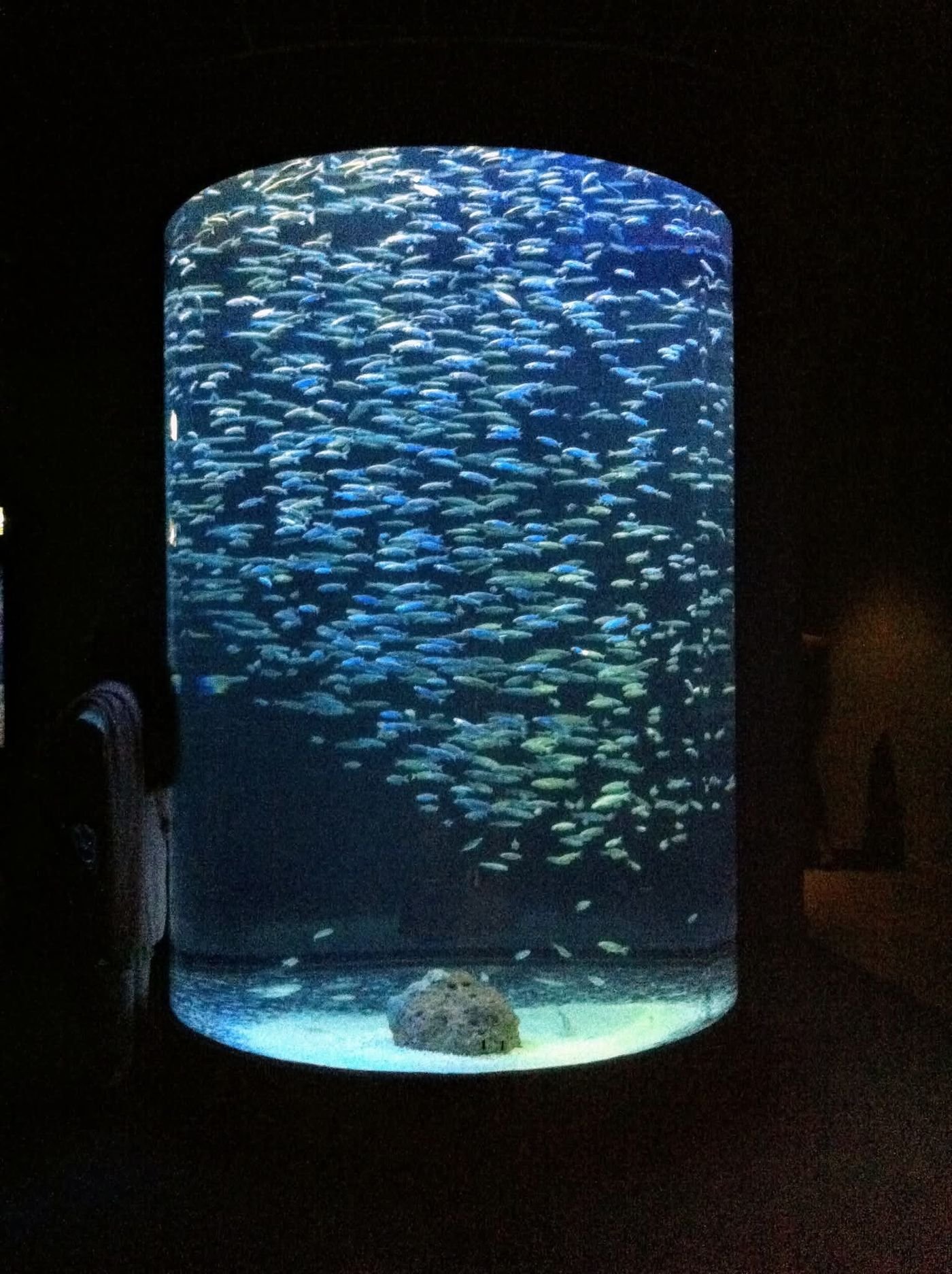 The Scientific Center