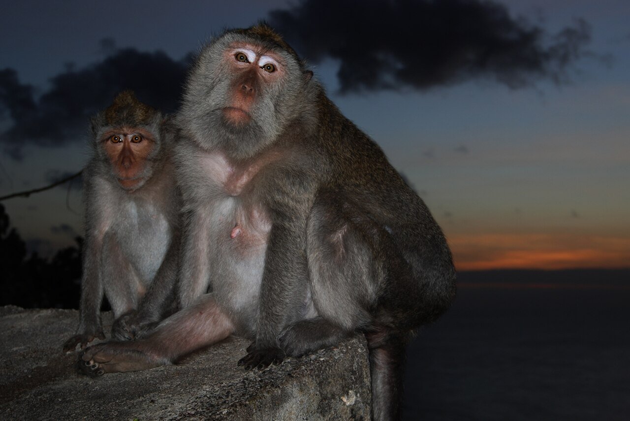 Bali 4 Hari: Dari Terasering Ubud sampai Pura Uluwatu