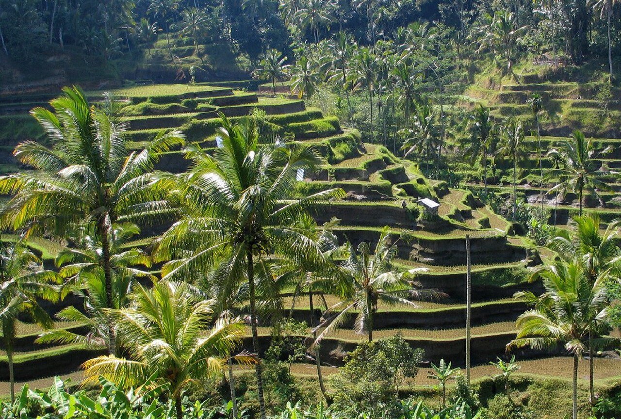 Bali di Waktu yang Tepat: Musim Kemarau vs Musim Hujan, dan Kenapa Ini Penting