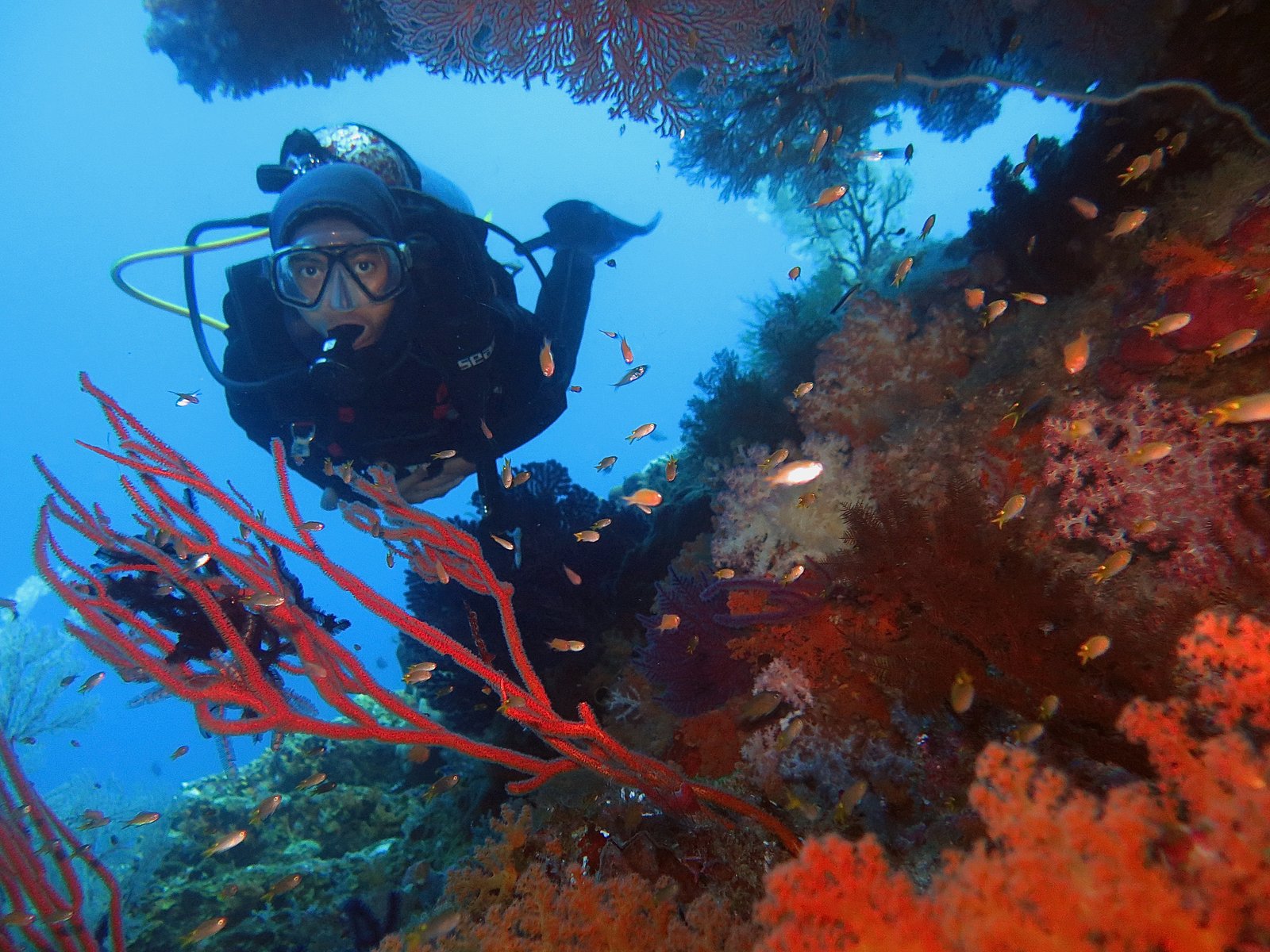 Best Global Destinations for Coral Reef Diving Enthusiasts