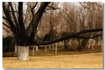 جینان فاریسٹ پارک (Jinan Forest Park)