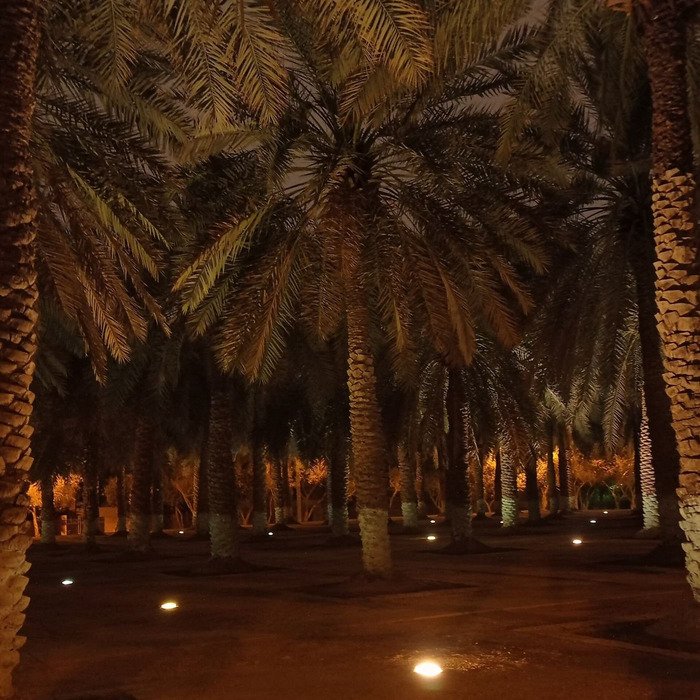 حديقة الواحة