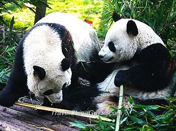 Shenzhen Safari Park
